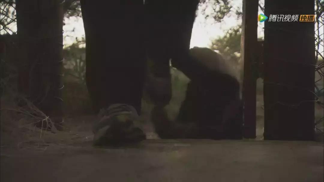跟狮子抢肉，怼非洲鬣狗，看硬核“平头姐”成长史！