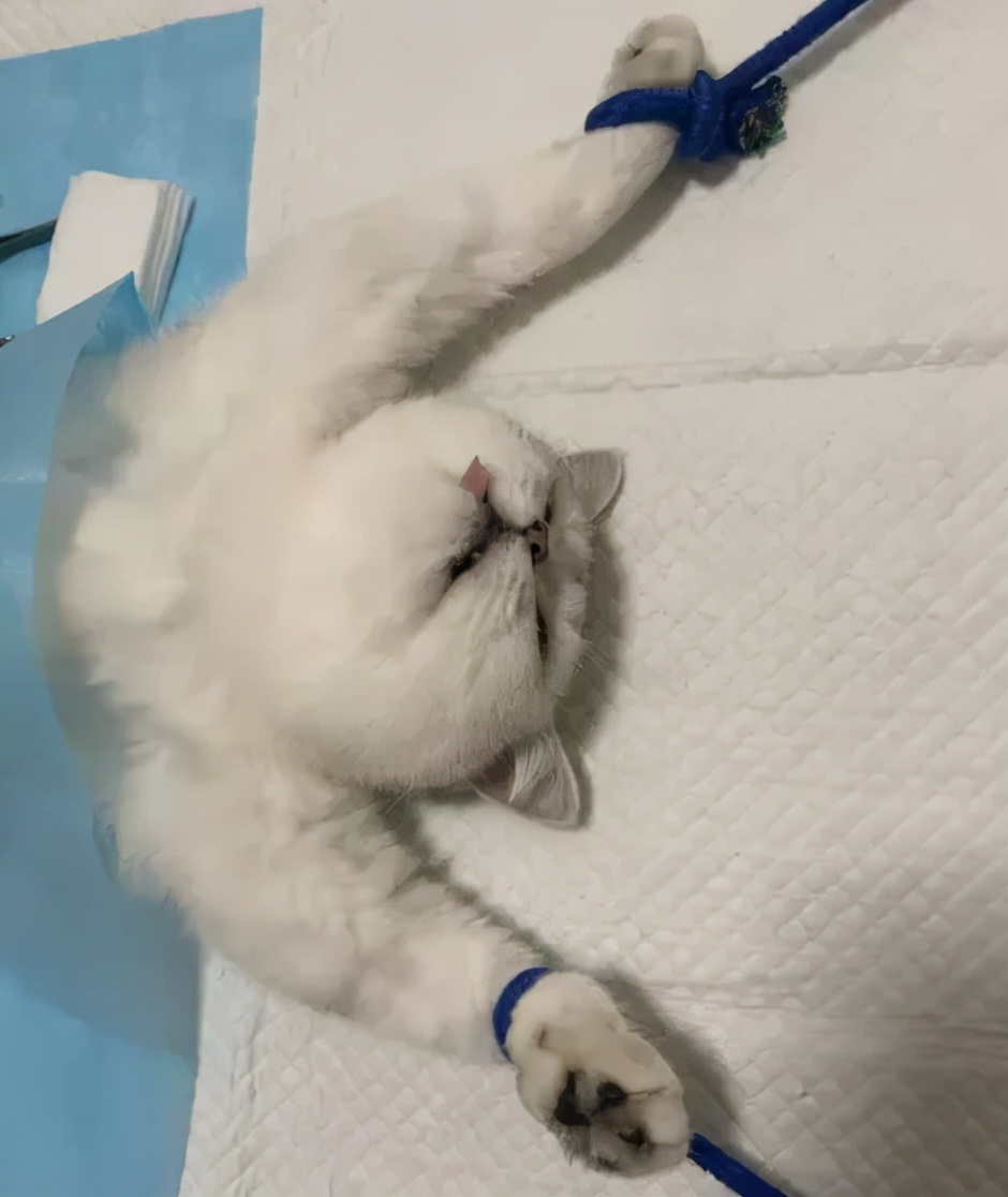 用棉签能让母猫停止发情？快别傻了……