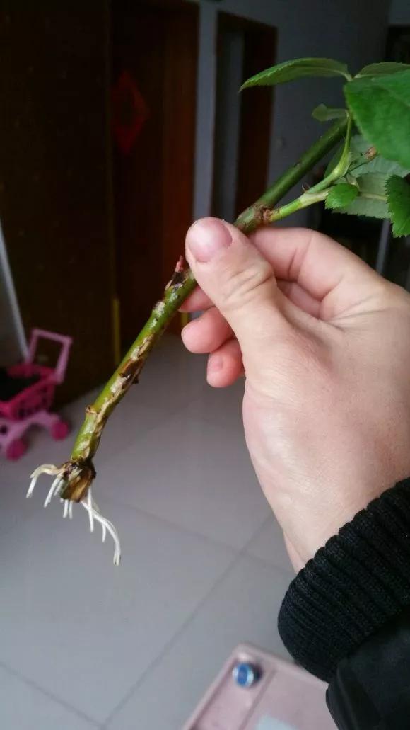 塑料瓶绑在月季上能生根吗视频,水扦插适应哪些花卉