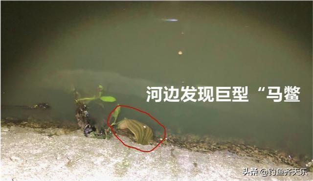 钓友野钓捡获一只巨鳖,58斤大鳖突然浮出水面吓坏江边人