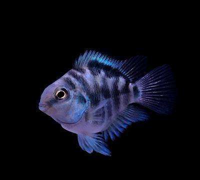 迷你鹦鹉鱼吃草龟,迷你鹦鹉幼鱼成长记