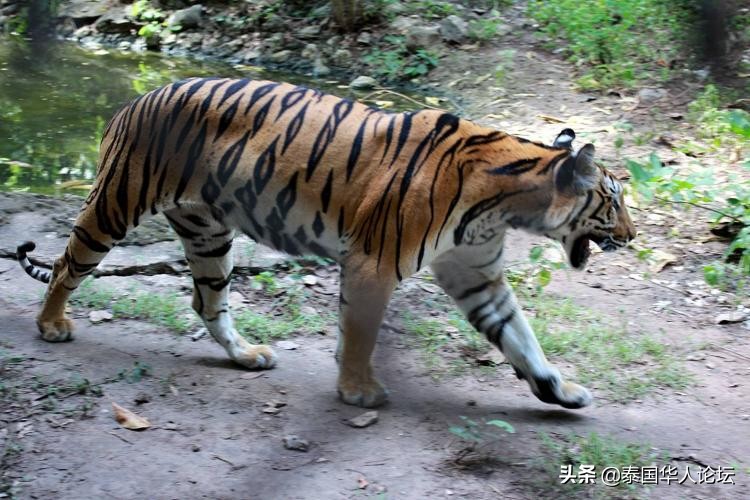 泰国老虎藏40只尸体,泰国寺庙老虎有没有解救出来