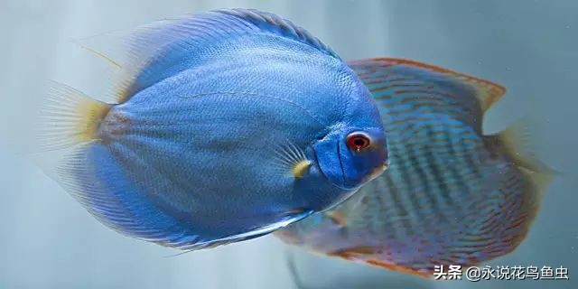 养七彩水质怎样配制成酸性水,七彩繁殖期间能换水吗