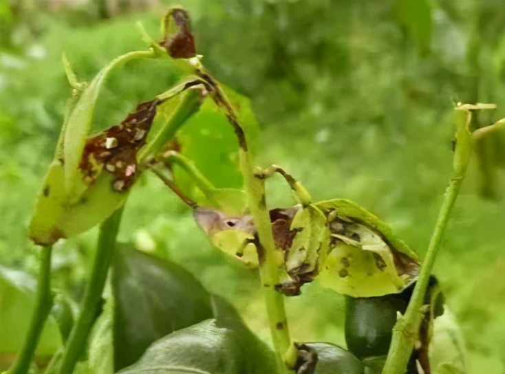 干旱严重黄叶掉落怎么治,雨后花生叶枯怎么回事
