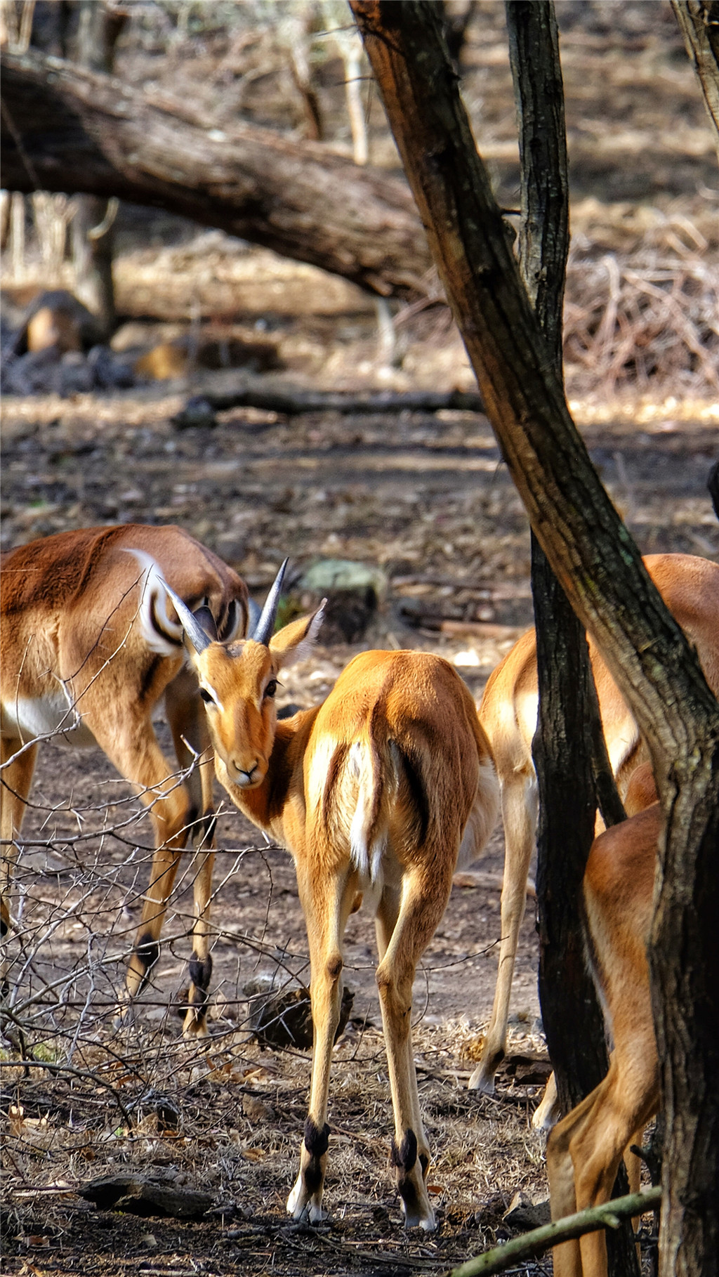 毛里求斯陈小春,毛里求斯马克吐温