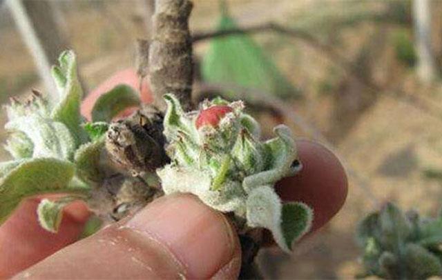苹果小卷叶蛾怎么治疗,苹果小卷叶蛾的防治方法