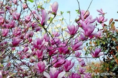 河南许昌樱花景点,许昌樱花最美的地方