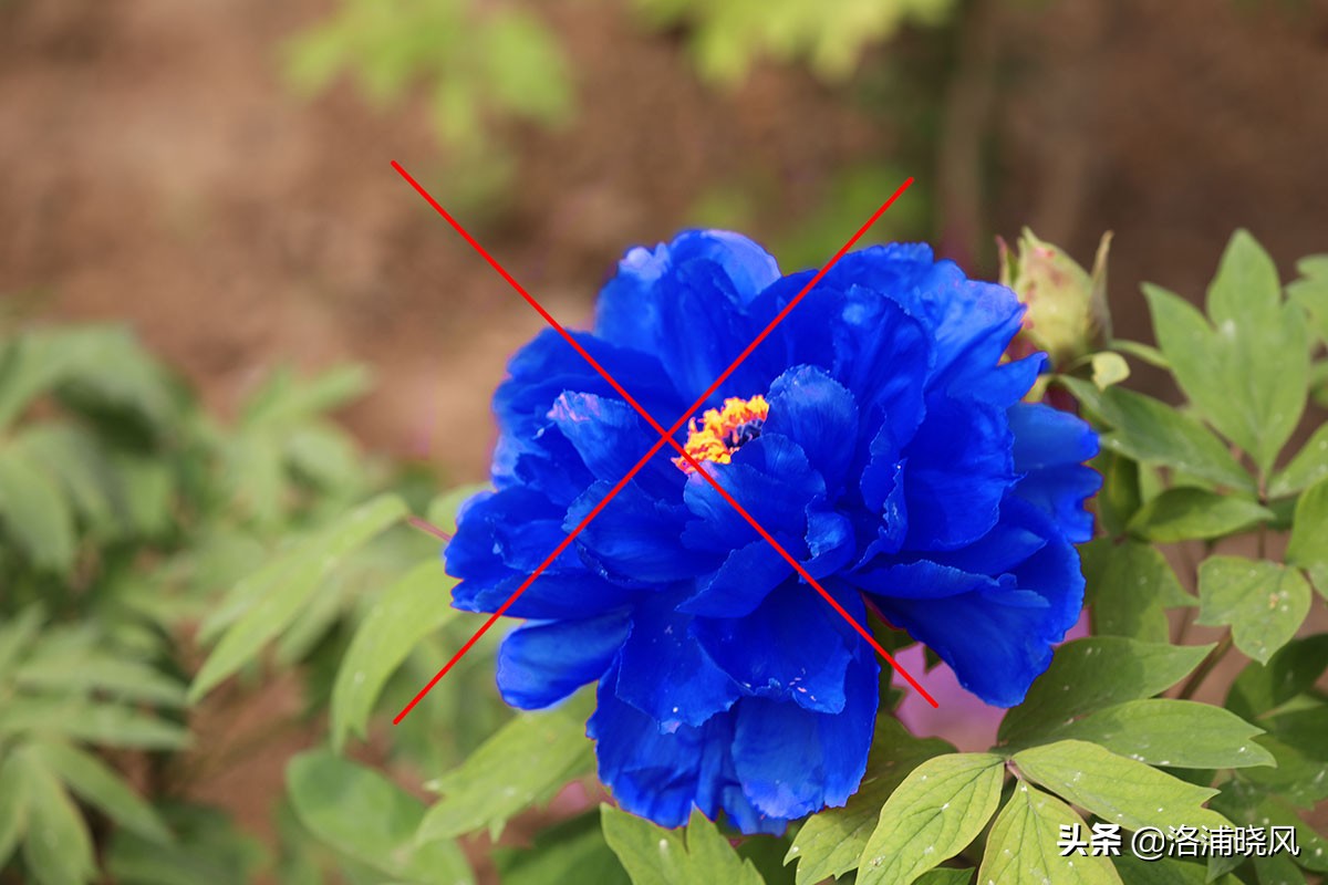 牡丹的名贵品种黑牡丹和绿牡丹,牡丹的稀有品种绿牡丹和黑牡丹