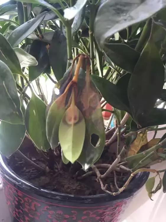 花儿黄叶烂叶怎么办,花儿叶子发黄用什么药