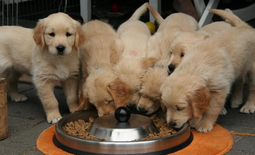 双11养狗省钱攻略,双11大型犬狗粮攻略