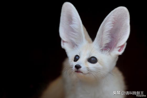 最可爱出名的宠物狐狸,宠物白狐狸有多可爱