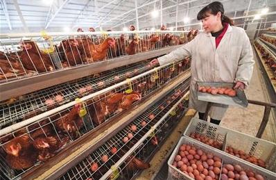 如何让蛋鸡多产蛋,蛋鸡多下蛋妙招