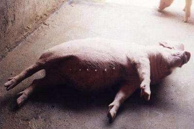 猪关节肿胀,全身发紫,高烧,如何快速确诊治疗?