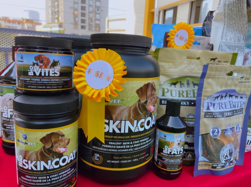 狗狗相亲大会30只柯基,柯基找对象要找有经验的大狗吗