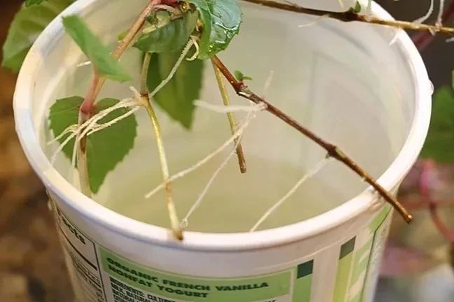 花朵颜值特别高的盆栽倒挂*钟金**，夏天容易挂掉，有什么办法挽救？