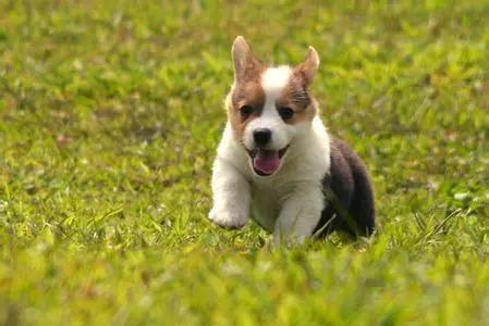 狗狗尿液颜色红褐色是什么原因,怎么知道狗狗尿在哪里