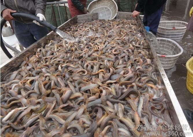 台湾泥鳅养殖成本,铁仓养泥鳅成本及利润