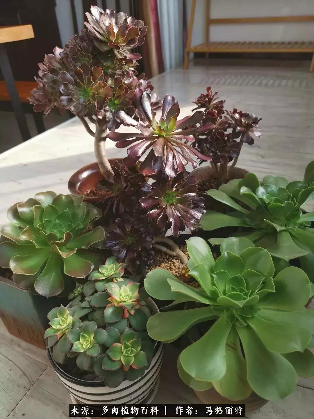 北方阳台多肉怎么过冬,北方阳台多肉