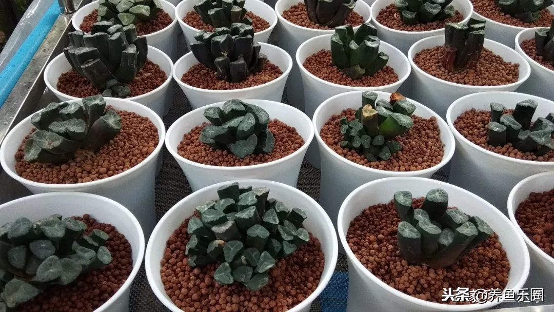 这位土豪家的渔场,光滤材就花了500多万,你确定不要见识一下?