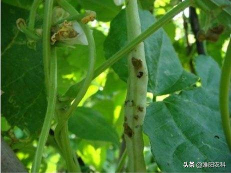 治疗玉米食心虫的药剂,治疗玉米螟的长效药