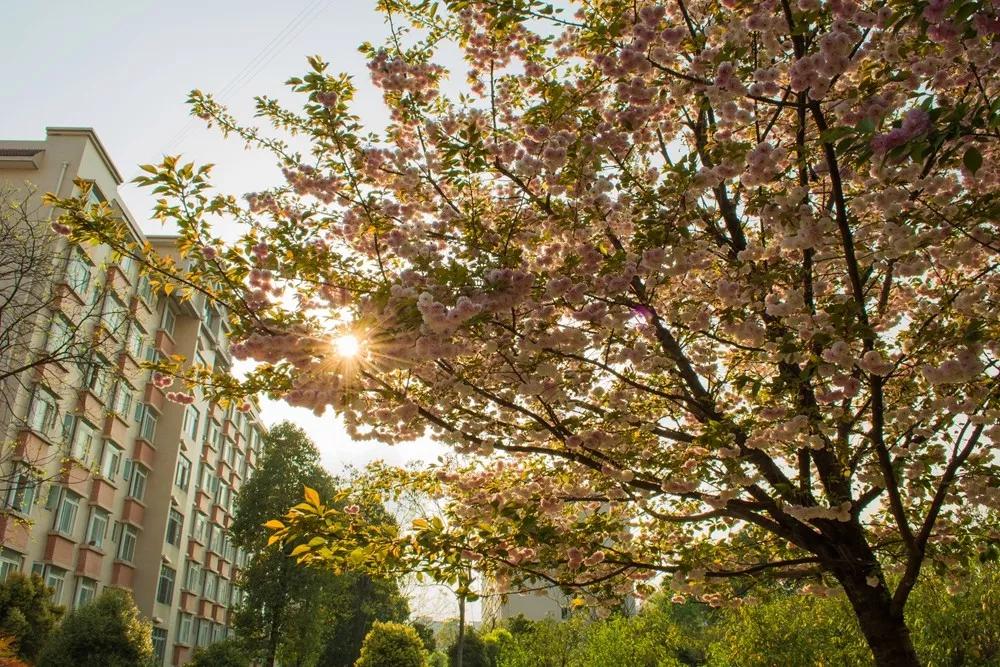 德阳最好的专科学校,四川德阳最好的专科学校