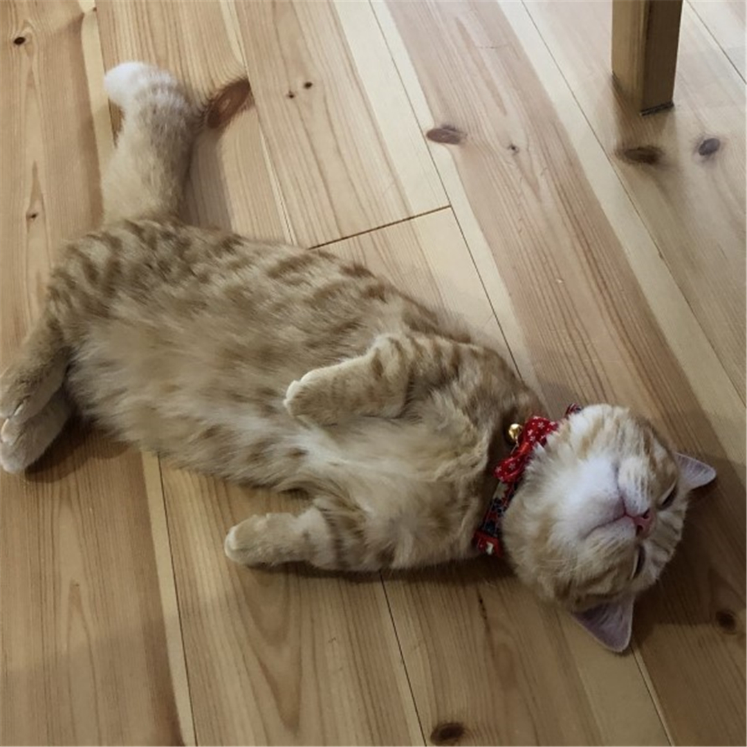 橘猫累到虚脱，四仰八叉躺在地板上呼呼大睡，网友：没电了