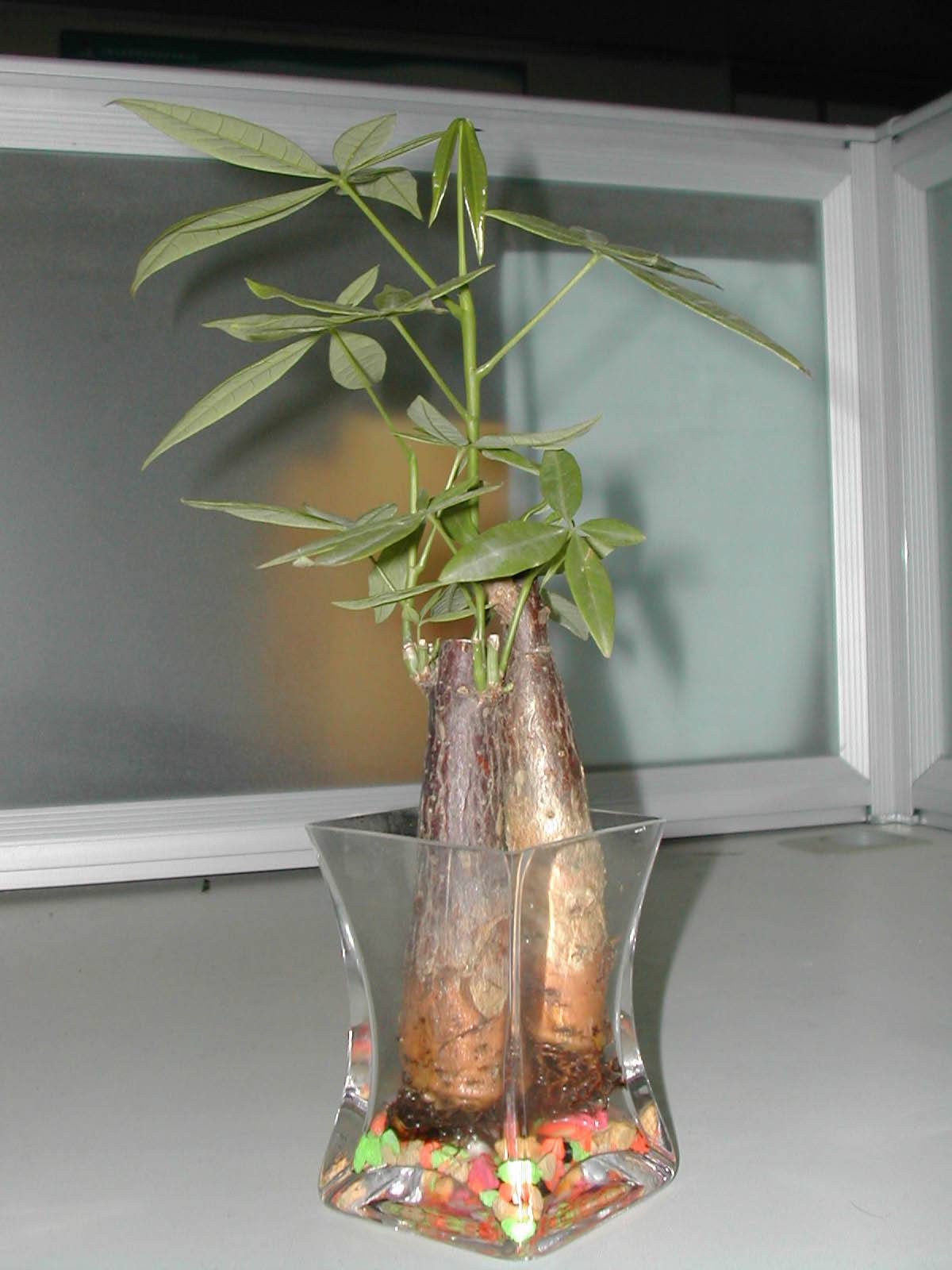 花卉烂根药好使吗,花卉烂根后用什么肥好些