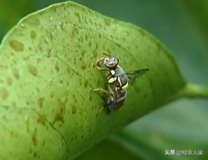 蜂糖李如何防治果实蝇效果最好,北方果蔬大棚樱桃果实蝇防治技术