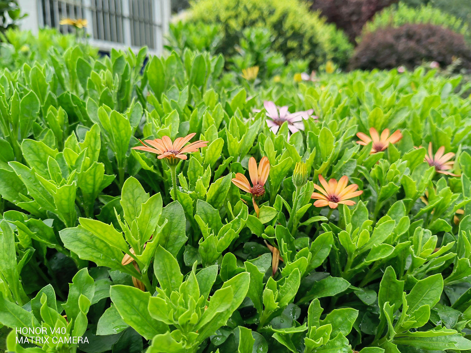 荣耀v40最详细评测,荣耀v20半年后表现如何
