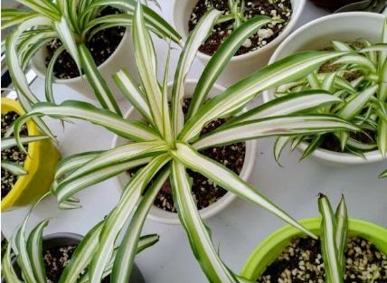 净化空气吸甲醛最好的植物排名,比较推荐的吸甲醛的植物