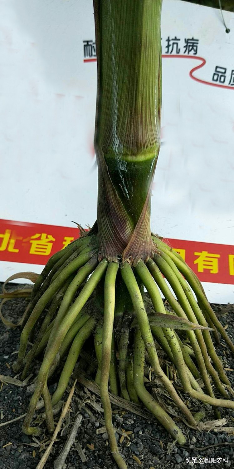 今年最新哪个玉米种高产,现在最高产的玉米新品种