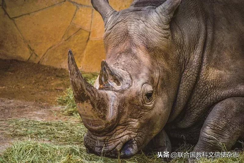 全球最后一头北方白犀牛去世,世界最后一只白犀牛什么时候死的