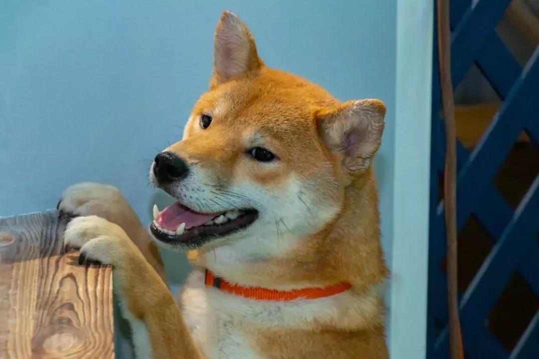 19.9包邮毛绒羊驼,羊驼9.9元秒杀直播