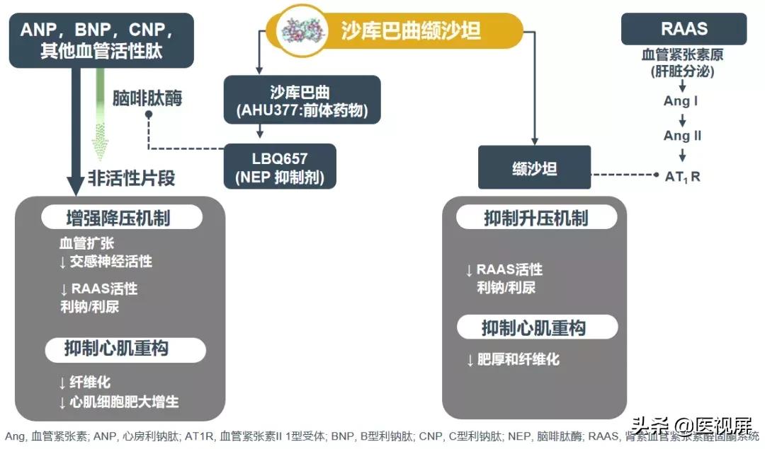 ckd患者高血压管理,ckd合并高血压的治疗标准