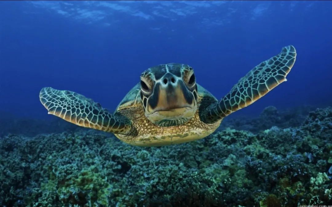 长寿龟不吃东西,最长寿龟视频