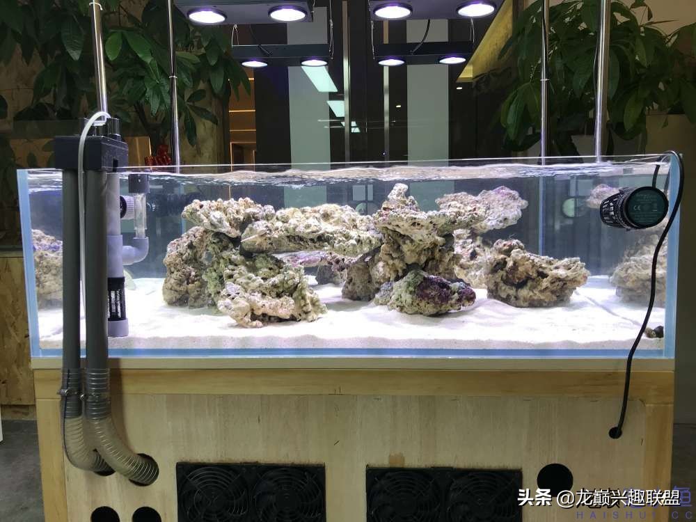 从零开始玩海缸的方法,从零开始玩海缸全过程