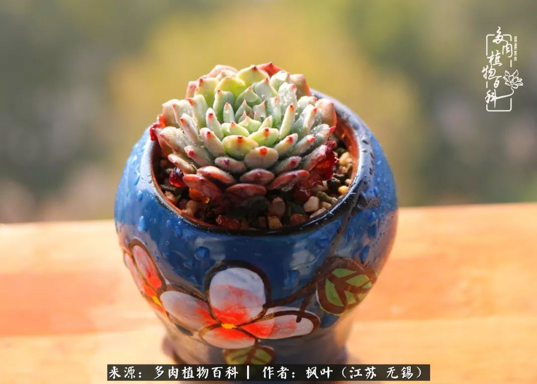 多肉与生命感悟,多肉时光