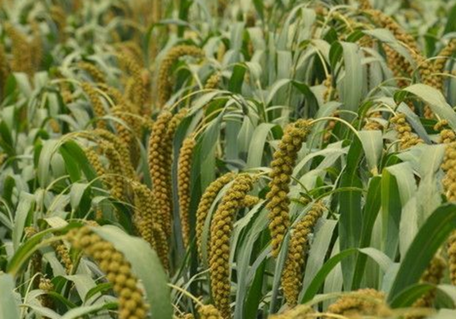 谷子种植，了解其生育阶段，是实现高产的基础，你学会了吗