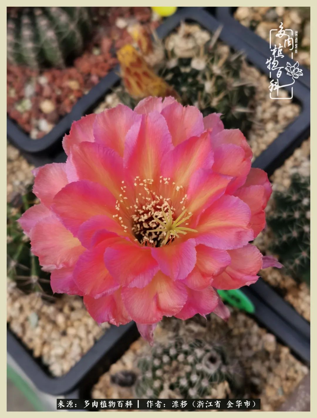 仙人球开花的惊艳瞬间,仙人球开花惊艳了6月