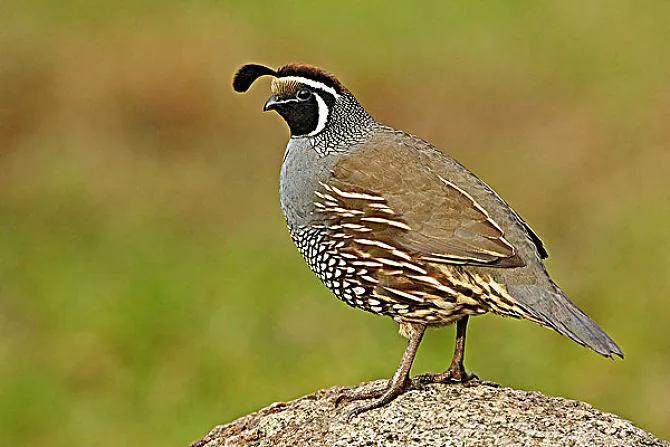 你认识吗丁啉,你认识吗