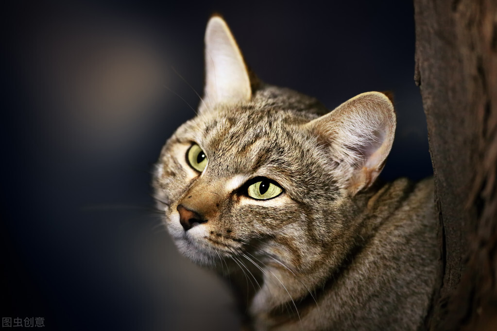 词语典故:wildcat就是“野猫”的意思吗?