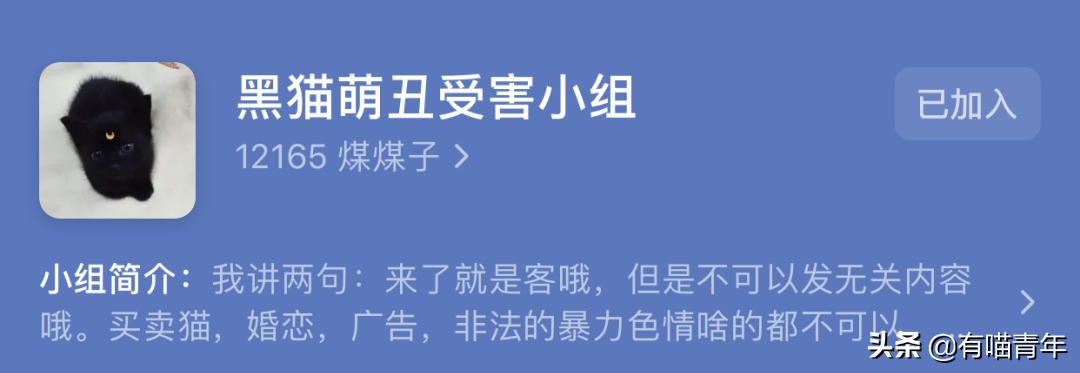 橘猫为什么是魔鬼,橘猫的恐怖之处