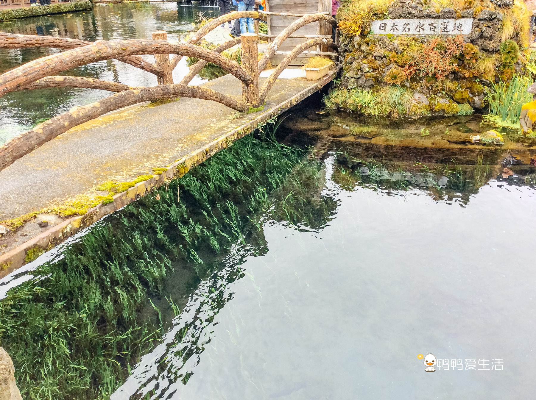 日本“小九寨”藏在富士山下,5月起繁花盛开,还能把泉水带回家