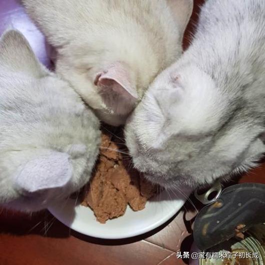 还在只给猫咪喂猫粮吗,到底该给猫咪选什么猫粮