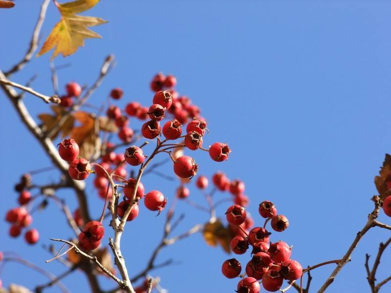 种满山的山楂树,庭院种植精品山楂树