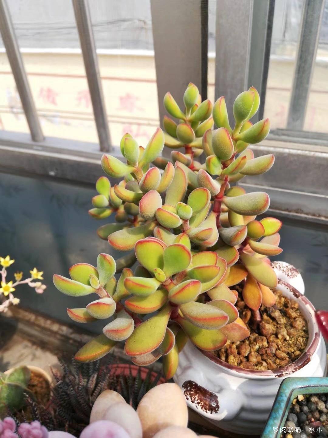 才两个月，多肉的颜值就被夏天偷走了