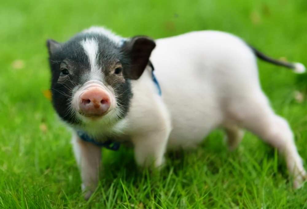 晋州特产点心,晋州十大特产小吃