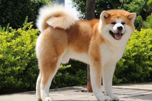 宠物狗品种大全热门宠物排行,常见的小型宠物狗品种及图片大全