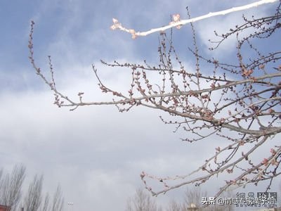 情感咨询栗子姐,情感专家栗子姐语录