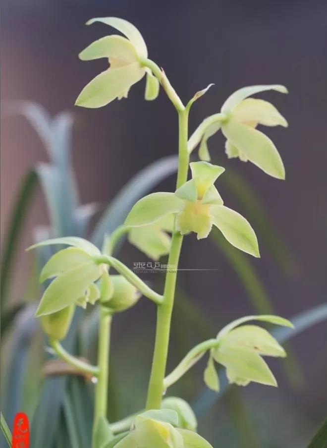 蕙兰素心图片大全欣赏,蕙兰荷形素心图片